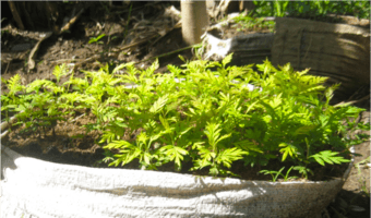 Western farmers grow incomes with Grevillea trees