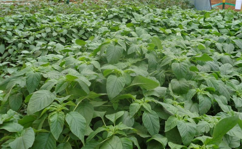 Amaranth: Dubius for 10x yield, Terere for taste