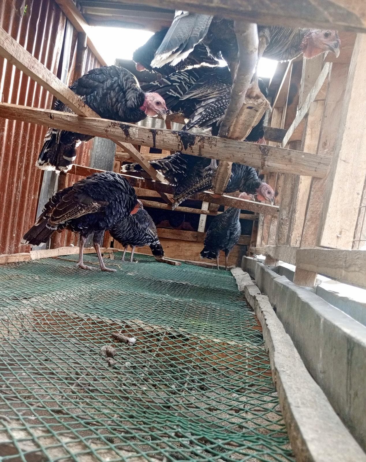 Nakuru turkey farmer designs coops and medicine plan to stop chick deaths