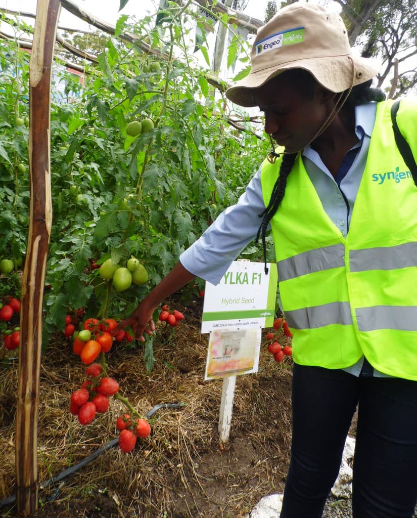 Tomato farmer targets harsh weather to make profits