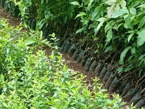 Youth spearhead grassroots environmental conservation drive