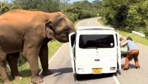 Three killed in Uganda after crashing into elephant