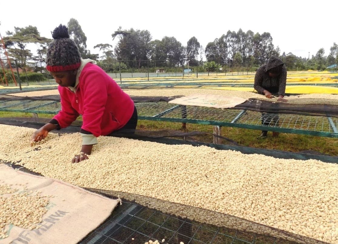 Coffee prices surge, as NCE resumes trading