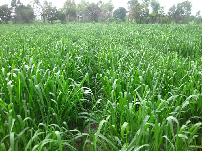New highly nutritious Mombasa grass an option for arid farmers