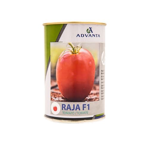 KALRO trialing fungal resistant tomato, cuts 10% of losses