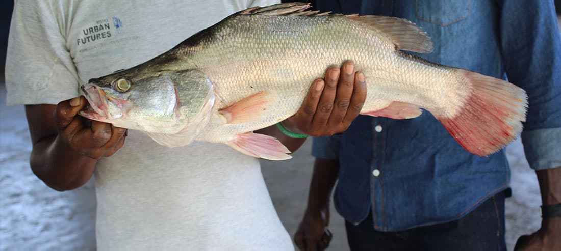 Report: Kenya and Uganda tops East Africa in fish production