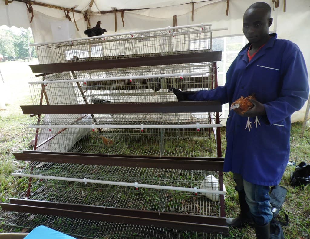 Rearing over 80 chickens on a two by two metres space