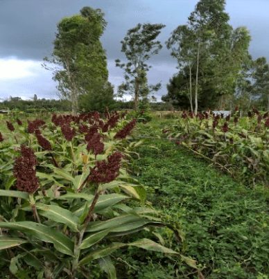 Intercropping sorghum and legumes can give 35-60 per cent more profit than maize bean system