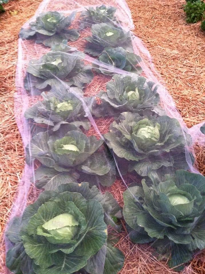 Homabay farmers move to pest-free crops by adding netting