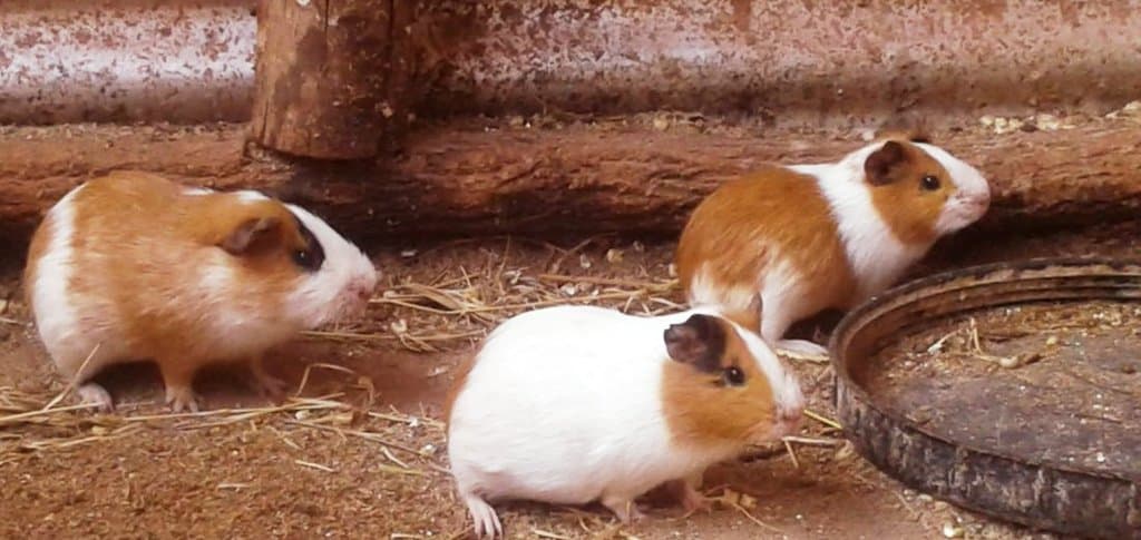 Farmer sells guinea pigs by roasting them for consumers