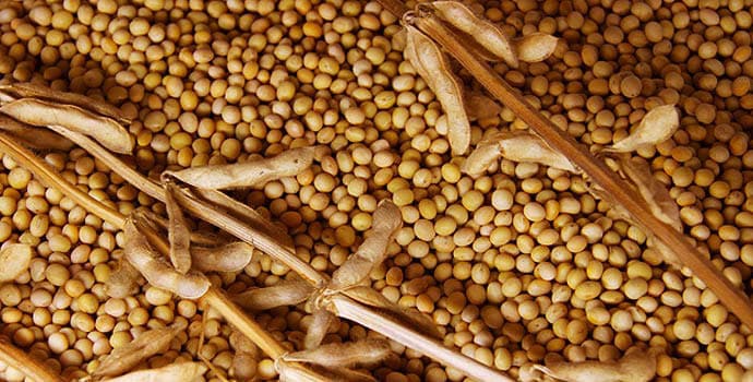 Farmer group finds solution to smaller quantities of their soya beans produce