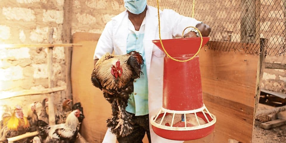 Kilifi farmer unable to meet growing brahma chicken demand