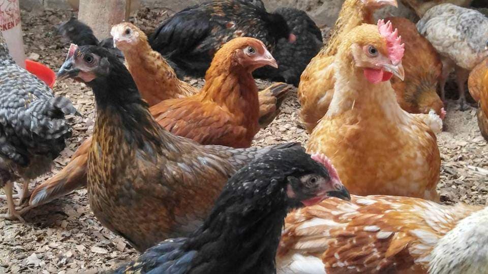 Poultry waste increases milk output, earns Kabete farmer double income