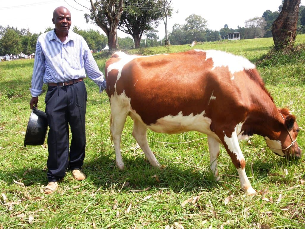 Exotic cow multiplies milk yield for farmer
