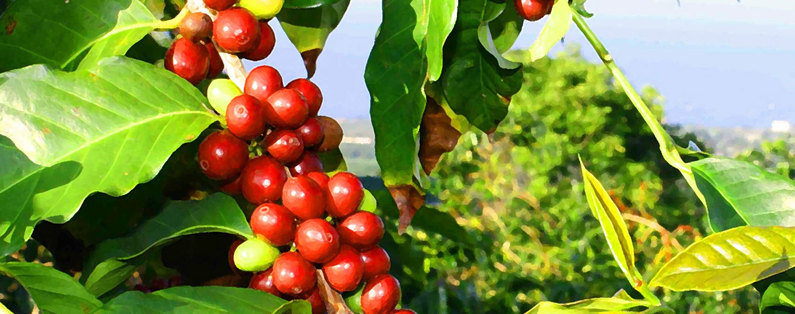 Coffee finds its mojo in modern pest control arsenals