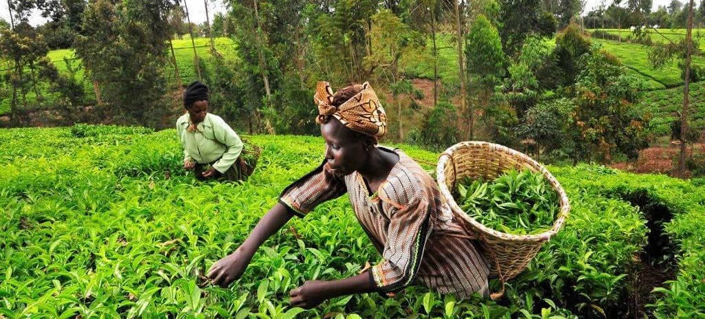 KTDA to distribute 2M fertiliser bags to tea farmers