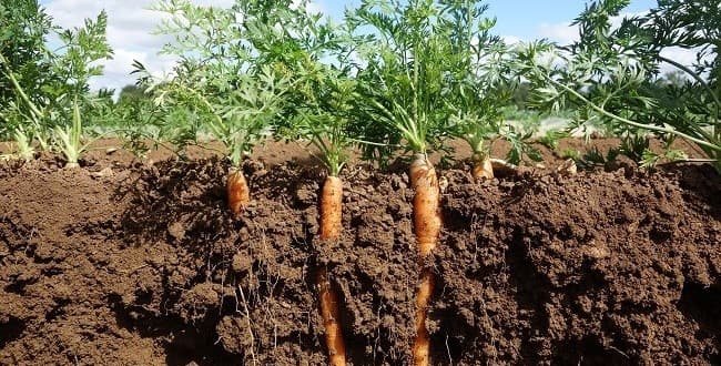 FAO launches programme to increase soil productivity and reduce degradation in Africa