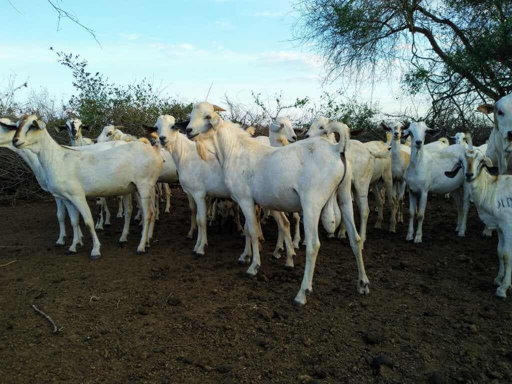 Tanzania taps its vast land and Kenya’s superior genetics to supercharge goat exports