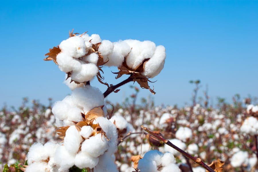 NBA releases GMO product list, orders port agencies to enforce clearance rules
