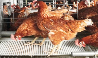 Artificial insemination in chicken boosts egg fertilization