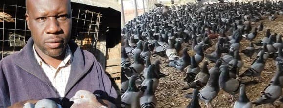 Mahmoud Shaban: Farmer cashing from pigeon farming, selling each for Sh4,000