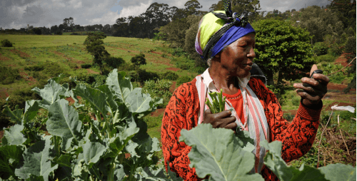Mobile tool connects farmers to timely market information