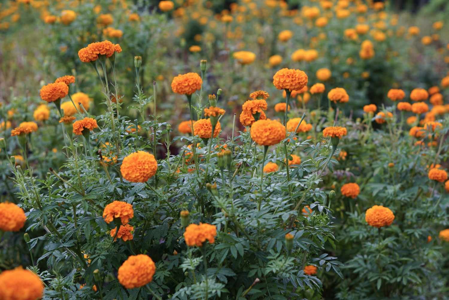 Magic flower helping vegetable farmers cut costs, boost yields