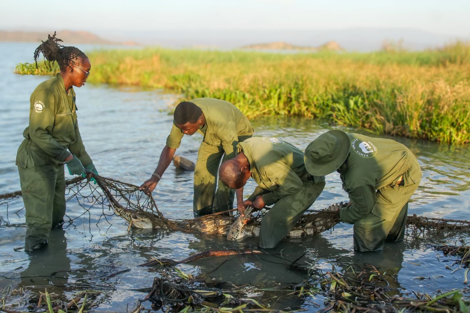 KWS Relocates Crocodiles From Western Shores of Lake Baringo