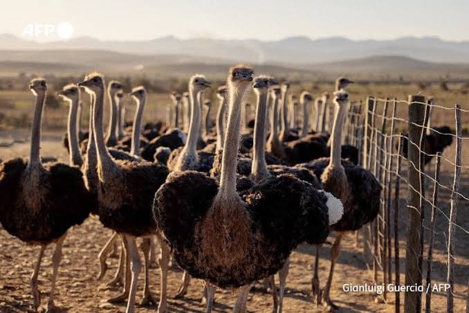South African ostriches plucked alive for luxury fashion, report claims
