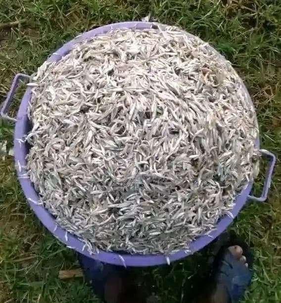 Omena shortages hit fishers even as prices double