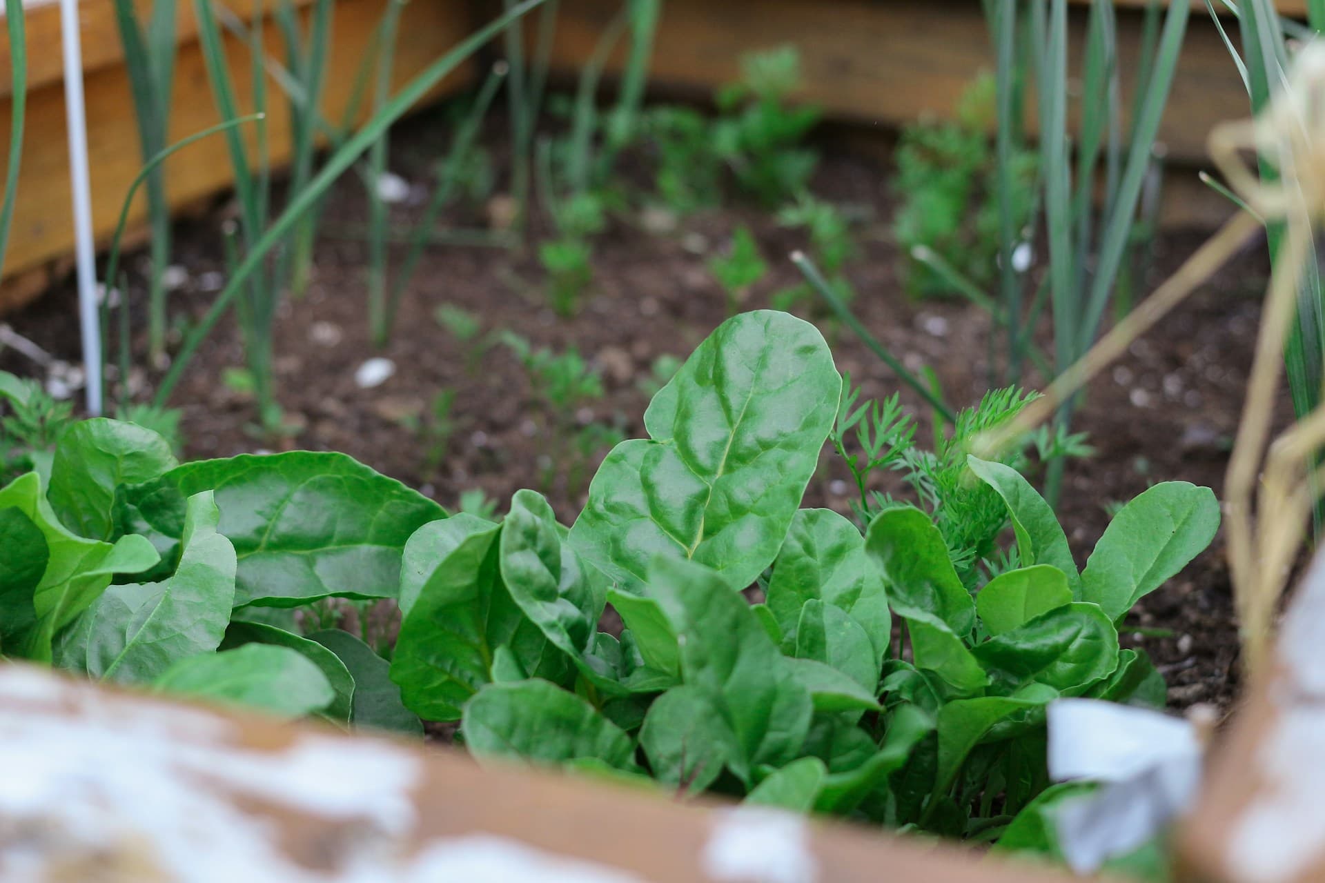 Kitchen gardens as a lifeline in Kenya’s drylands