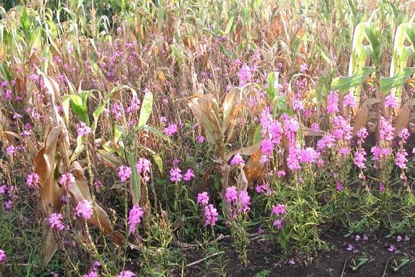 How to control deadly maize weed