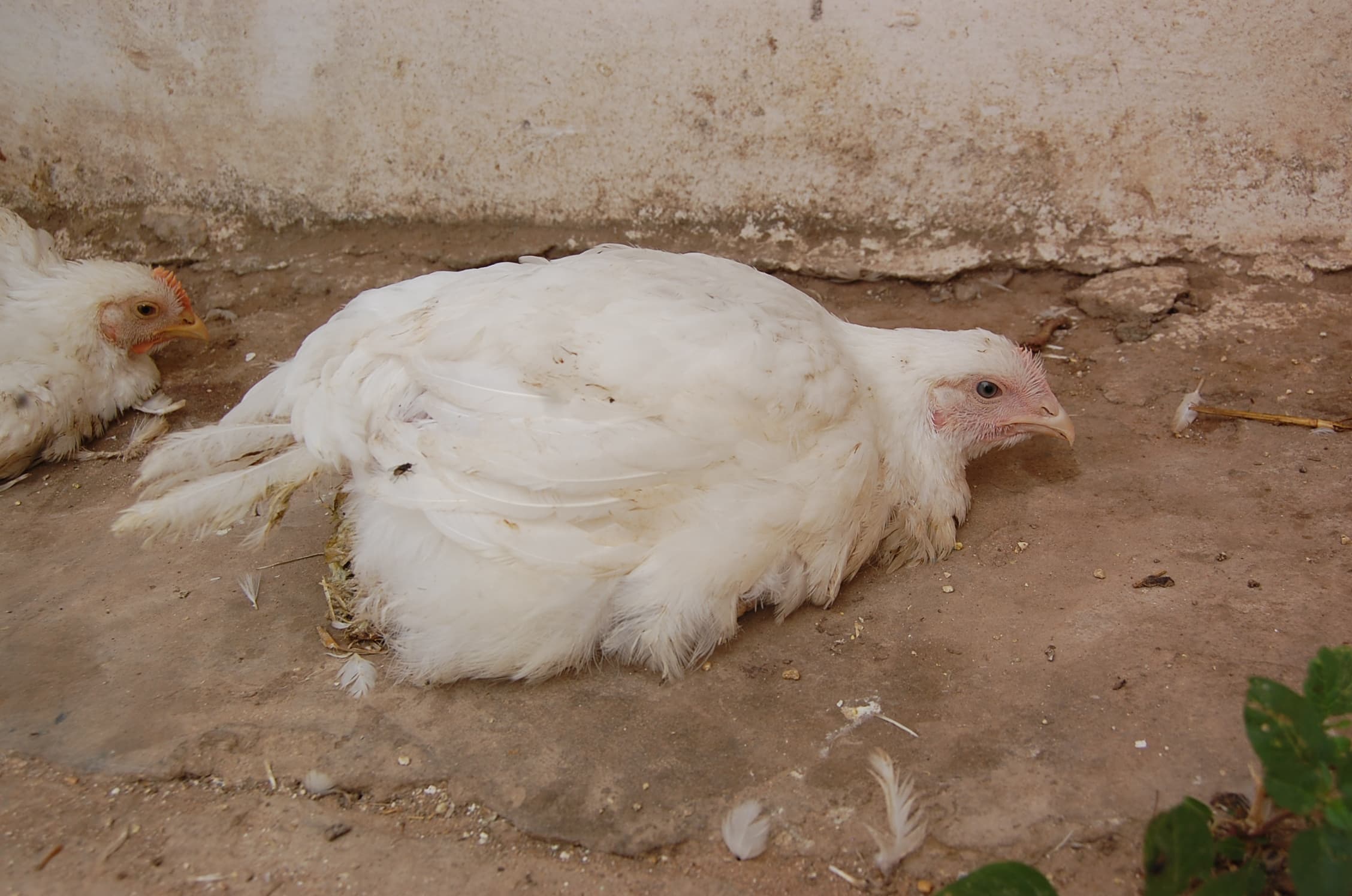 Study: Newcastle vaccination in chicken leads to improved child growth