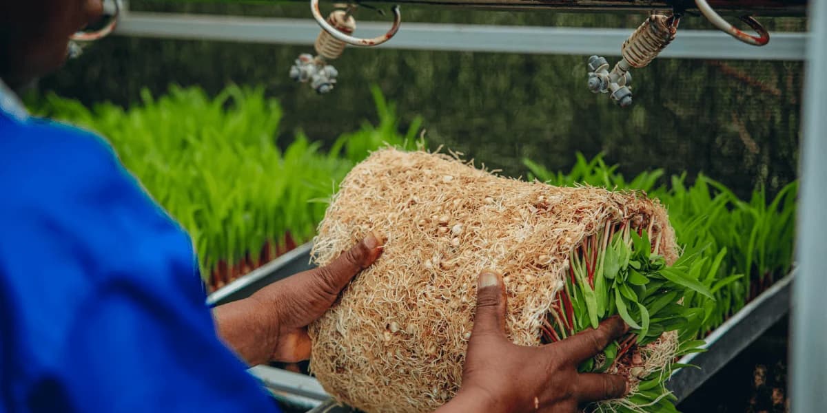 A look at seven-day fodder alternative that could help farmers slash feed costs