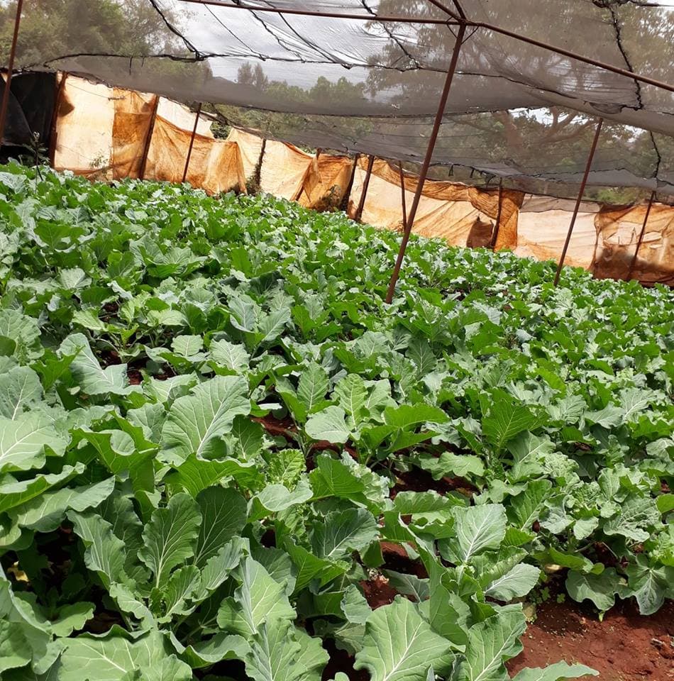 Thika vegetable farm turn to institutions and retailers for reliable markets and payments