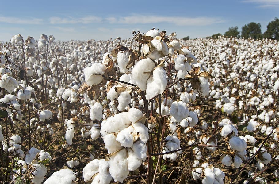 African Union developing genetically modified crop guidelines