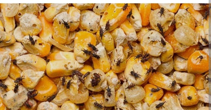Farmer ends maize weevil losses with community storage