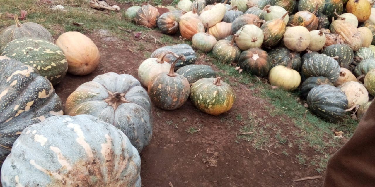 Kajiado farmer producing 5,000kg of pumpkins a season through organic farming
