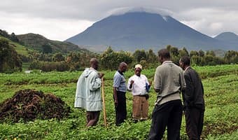 Ugandan farmers court urine to boost soil fertility