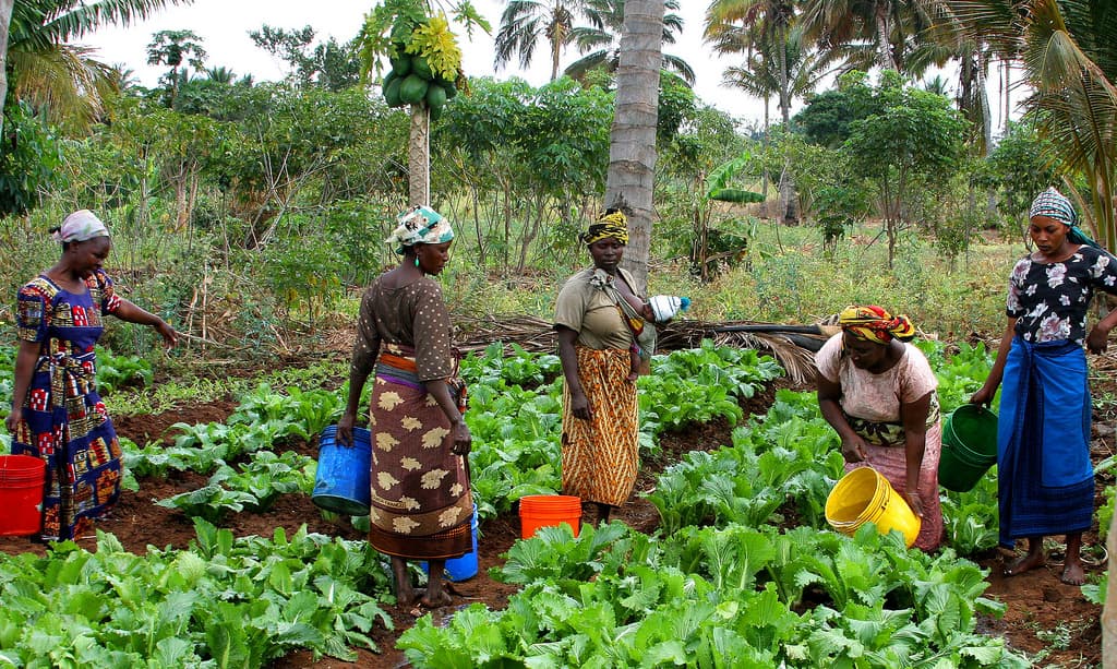 Opinion: 5 factors dragging back agriculture sector in Kenya