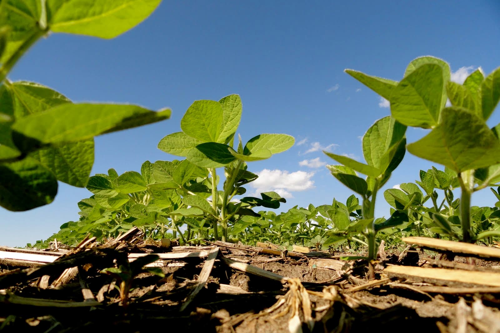 Seed Review: SC Salama tops soya bean yields adding up to ½ million shillings income per acre