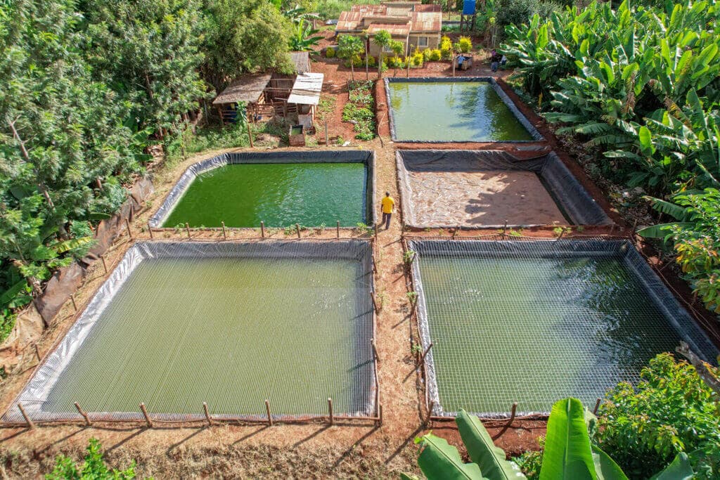 County funding powers Kirinyaga fish farmers to making Sh 826,800 every 8 months