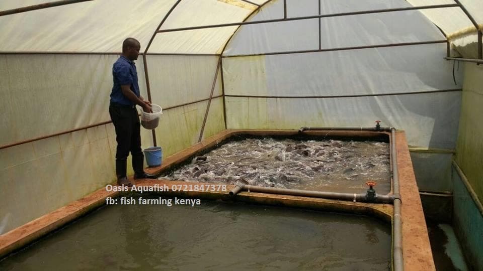 Catfish farmers opt for concrete ponds to curb cannibalism and hasten growth