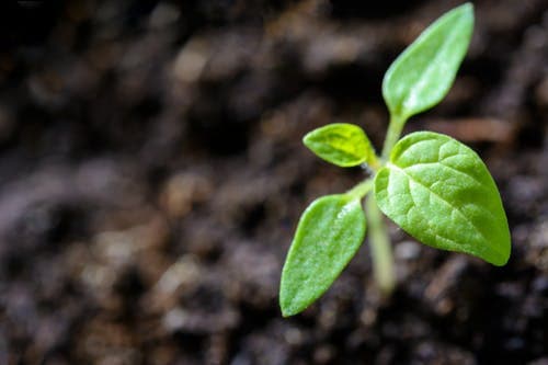 Experts advise farmers to form groups for certification of organic exports