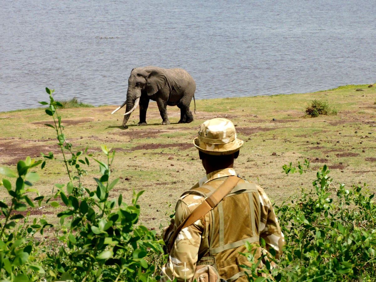 KWS investigates deaths of 15 Amboseli elephants