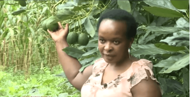 Avocado farmer earning Sh70,000 per harvest after abandoning coffee production