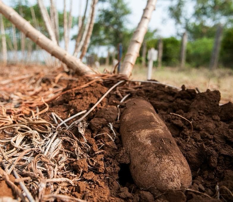 Marekebisho ya Haraka: Mkulima wa Kilifi huongeza mavuno ya muhogo mara tatu kwa kutumia minisetts