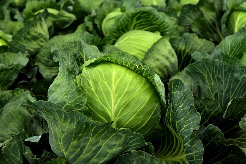 Drip irrigation reduces water consumption for Kiambu farmer by 50 per cent