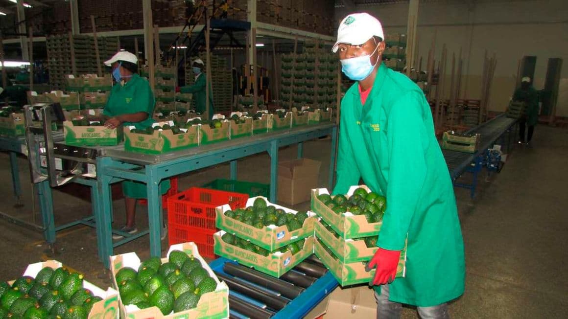 Kenya’s fruit export earnings Hits KSh 5.7 Billion in June 2026