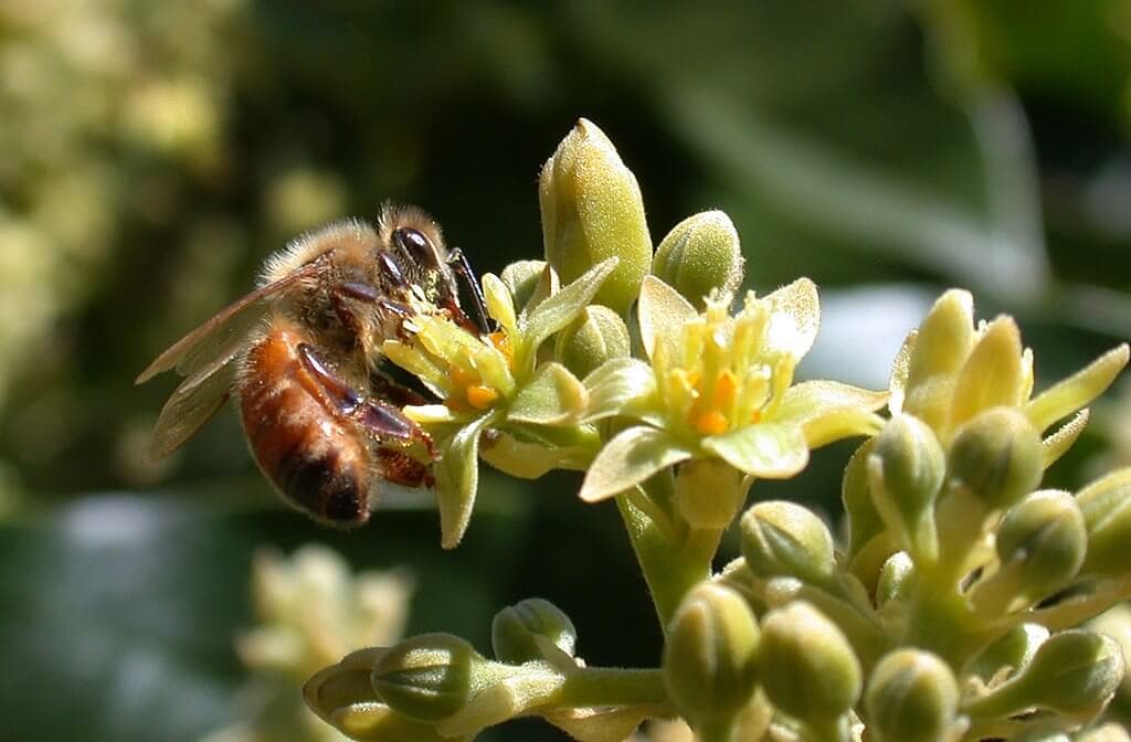 Rented bees double avocado harvests